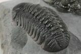 Top Quality Spiny Comura Trilobite With Austerops - Morocco #350540-8